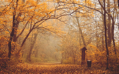 Limpieza en Otoño: Preparando tu Hogar para la Temporada