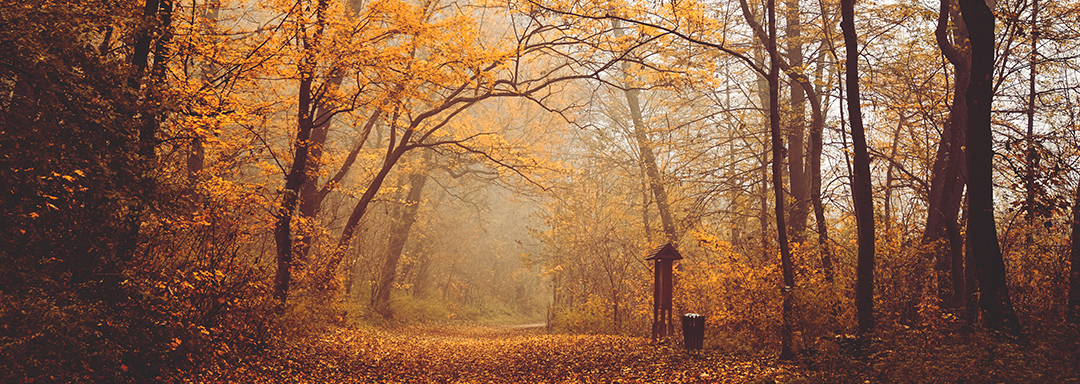 Limpieza en Otoño: Preparando tu Hogar para la Temporada